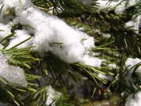 Snow-laden pine needles - Yellowstone National Park (Wyoming, USA)