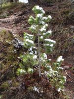 Snow-laden pine tree - Yellowstone National Park (Wyoming, USA)