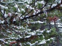 Snow and icicles - Yellowstone National Park (Wyoming, USA)