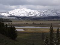 Yellowstone River plains - Yellowstone National Park (Wyoming, USA)