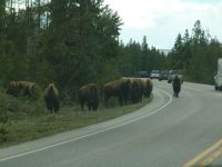 Bison - Yellowstone National Park (Wyoming, USA)
