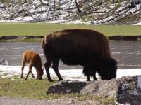 Baby bison! - Yellowstone National Park (Wyoming, USA)