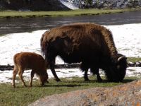 Baby bison! - Yellowstone National Park (Wyoming, USA)