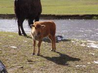 Baby bison! - Yellowstone National Park (Wyoming, USA)