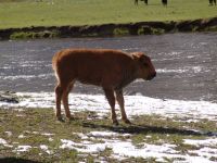 Baby bison! - Yellowstone National Park (Wyoming, USA)