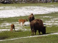 Baby bison! - Yellowstone National Park (Wyoming, USA)
