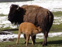 Baby bison! - Yellowstone National Park (Wyoming, USA)