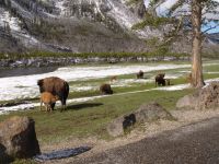 Bison - Yellowstone National Park (Wyoming, USA)