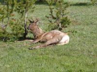 Elk - Yellowstone National Park (Wyoming, USA)
