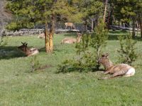 Elk - Yellowstone National Park (Wyoming, USA)
