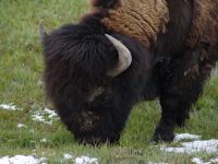 Bison - Yellowstone National Park (Wyoming, USA)
