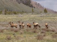 Elk - Yellowstone National Park (Wyoming, USA)