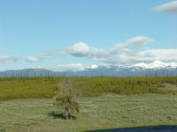 Desolation caused by a wildfire in 1988 - Yellowstone National Park (Wyoming, USA)