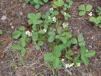 Wild strawberries - Grand Teton National Park (Wyoming, USA)