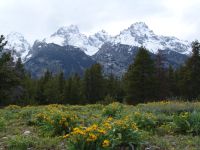 Teton Range and wildflowers - Grand Teton National Park (Wyoming, USA)