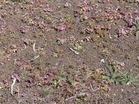 Wildflowers - Craters of the Moon National Monument (Idaho, USA)