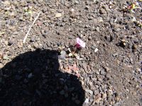 Tiny flower - Craters of the Moon National Monument (Idaho, USA)