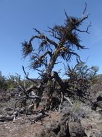 Witch tree - Craters of the Moon National Monument (Idaho, USA)
