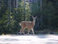 Deer - Route 93 north (Montana, USA)