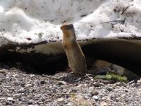 Columbian Ground Squirrel - Glacier National Park (Montana, USA)