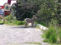 Bighorn sheep - Radium Hot Springs (British Columbia, Canada)