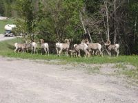 Bighorn sheep - Kootenay National Park (British Columbia, Canada)
