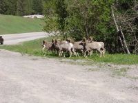 Bighorn sheep - Kootenay National Park (British Columbia, Canada)