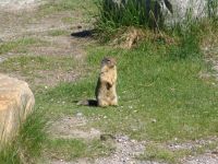 Columbian Ground Squirrel - Kootenay National Park (British Columbia, Canada)