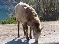 Bighorn sheep - Banff National Park (Alberta, Canada)