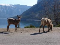 Bighorn sheep - Banff National Park (Alberta, Canada)