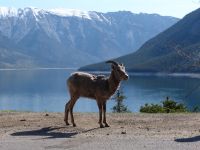 Bighorn sheep - Banff National Park (Alberta, Canada)