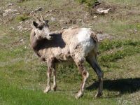 Bighorn sheep - Banff National Park (Alberta, Canada)