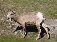 Bighorn sheep - Banff National Park (Alberta, Canada)