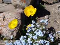 Flowers - Banff (Alberta, Canada)