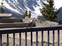Bird - Banff Gondola - Sulphur Mountain (Alberta, Canada)