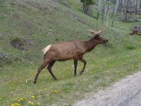 Elk - Banff National Park (Alberta, Canada)