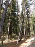Bendy tree - Banff National Park (Alberta, Canada)