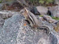 Squirrel - Banff National Park (Alberta, Canada)