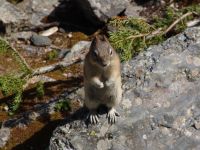 Squirrel - Banff National Park (Alberta, Canada)