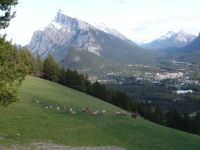 Bighorn sheep over Banff - Banff National Park (Alberta, Canada)