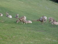 Bighorn sheep - Banff National Park (Alberta, Canada)