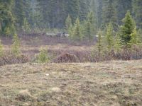 Grizzly bear - Banff National Park (Alberta, Canada)