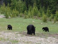 Black bear and cubs - Banff National Park (Alberta, Canada)