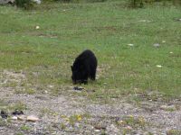Black bear and cubs - Banff National Park (Alberta, Canada)