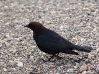Bird - Banff National Park (Alberta, Canada)