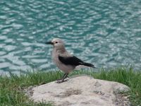 Bird - Banff National Park (Alberta, Canada)