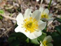 Flower - Banff National Park (Alberta, Canada)
