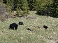 Black bear and cubs - Banff National Park (Alberta, Canada)