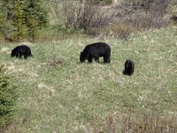 Black bear and cubs - Banff National Park (Alberta, Canada)