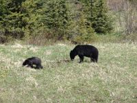 Black bear and cubs - Banff National Park (Alberta, Canada)